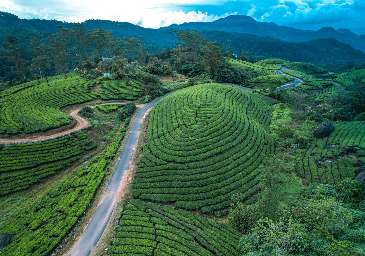 Attractions in Munnar